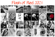 28th Feb 2021 - Flash of Red 2021