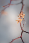 28th Feb 2021 - cherry blossom-ish