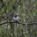 Puffed Up Junco by stephomy