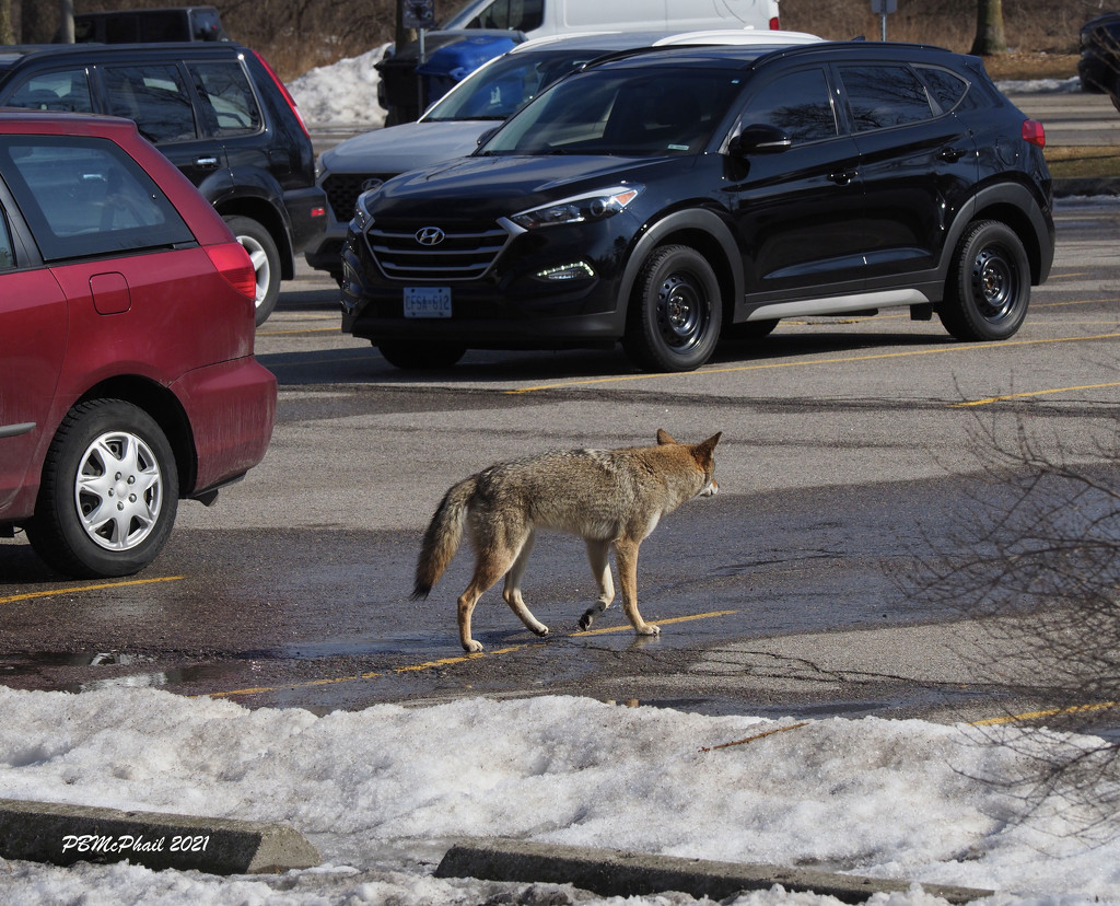 Coyote Crossing by selkie