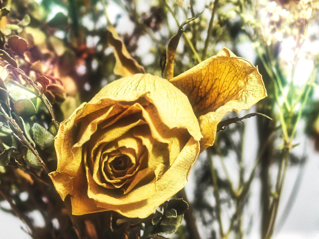 Yellow Rose by judyc57