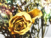 26th Feb 2021 - Yellow Rose