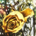 Yellow Rose by judyc57