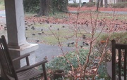18th Feb 2021 - Flock of red-winged blackbirds
