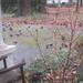 Flock of red-winged blackbirds by margonaut