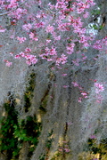 26th Feb 2021 - Red bud and Spanish moss