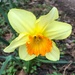 A glorious daffodil by congaree