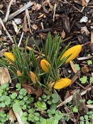 8th Feb 2021 - Finally signs of spring