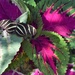 Zebra Longwing Butterfly by sandlily