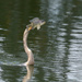 Anhinga showing off its catch.  by dutchothotmailcom