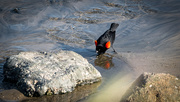 28th Feb 2021 - Red-winged Blackbird ready to impress the ladies