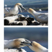 Gannets fighting by pamknowler