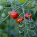 cherry tomatoes by ulla