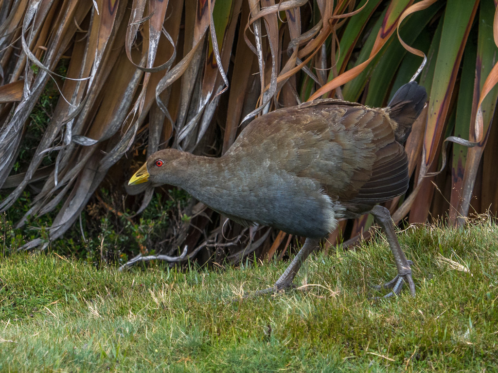 Tasmanian Native Hen by gosia
