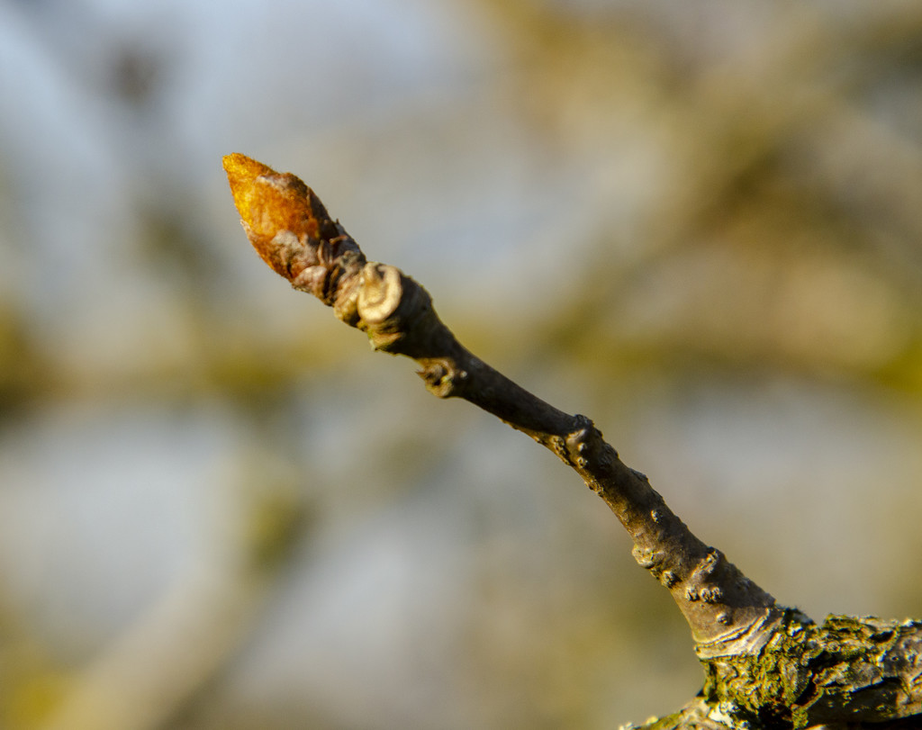 Shoots on the Pear tree by clivee
