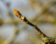 28th Feb 2021 - Shoots on the Pear tree