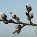 Pussy Willow buds by julienne1