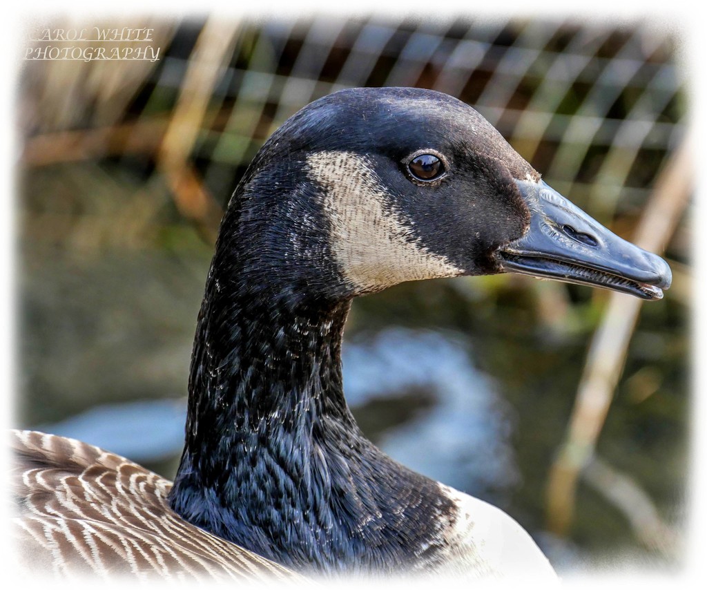 Canada Goose Profile by carolmw