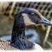 Canada Goose Profile by carolmw