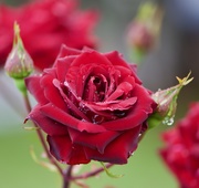 1st Mar 2021 - My Roses Are Loving The Rain DSC_5165