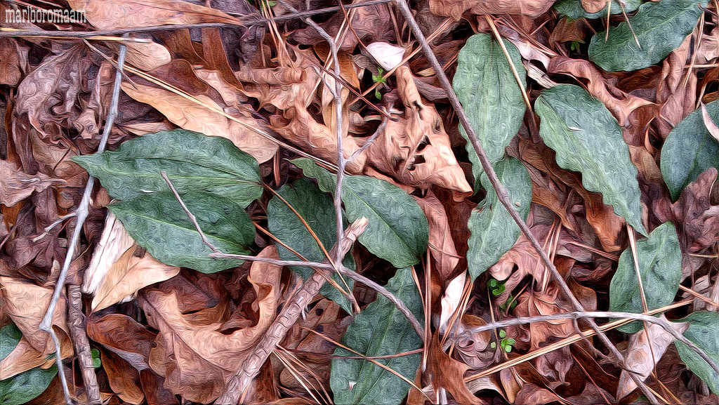 Cranefly orchid plants in the winter woods... by marlboromaam