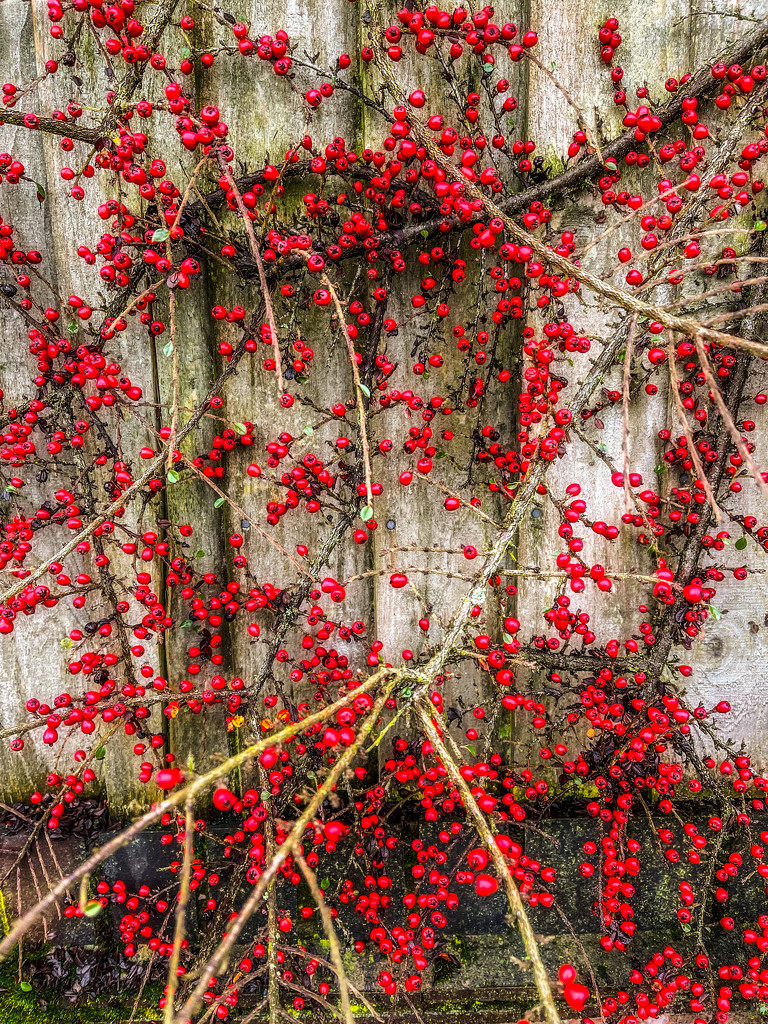 Red berries by tinley23