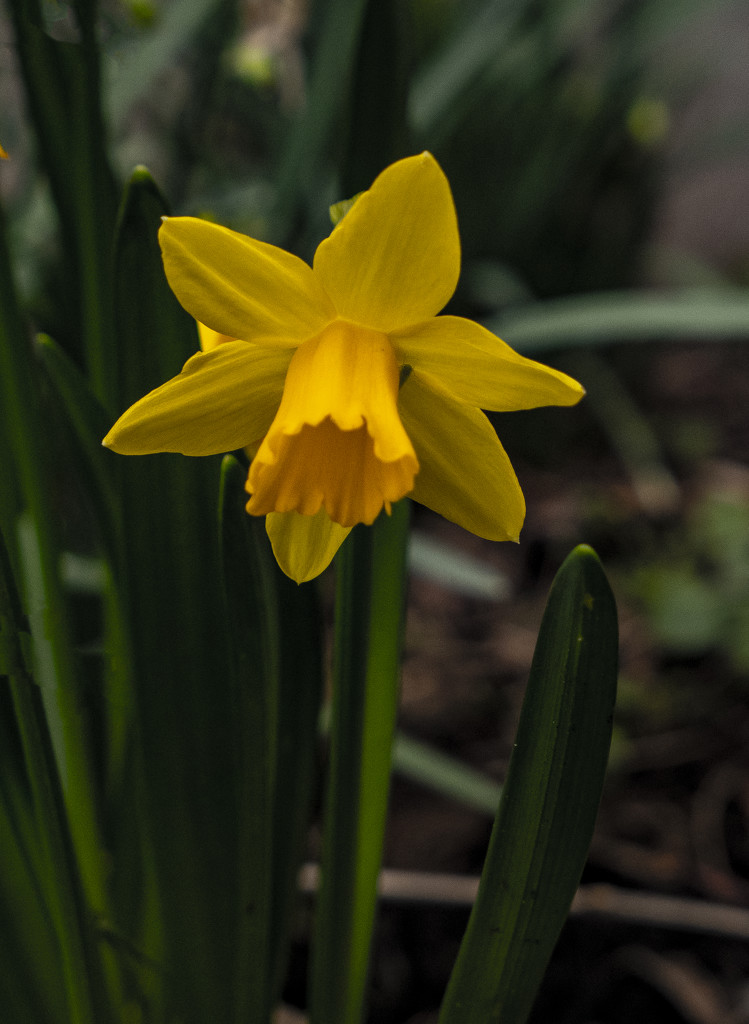 St David's Day by clivee