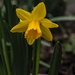 St David's Day by clivee