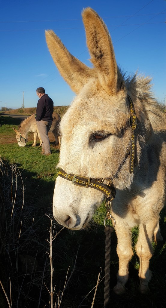 first donkey walk of the year by jantan