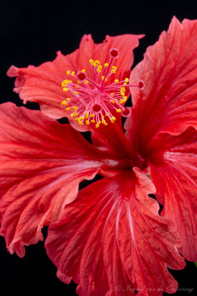 Hibiscus flower by ingrid01
