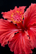 1st Mar 2021 - Hibiscus flower