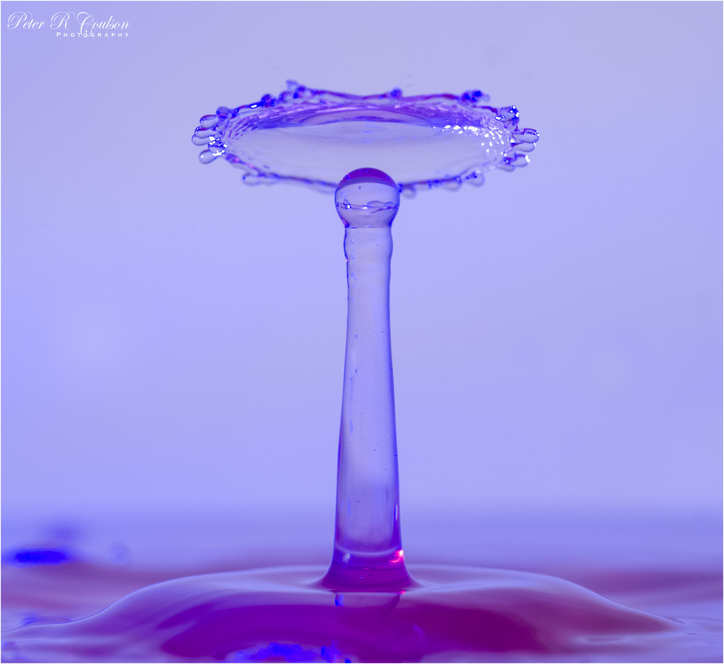 Purple Water by pcoulson