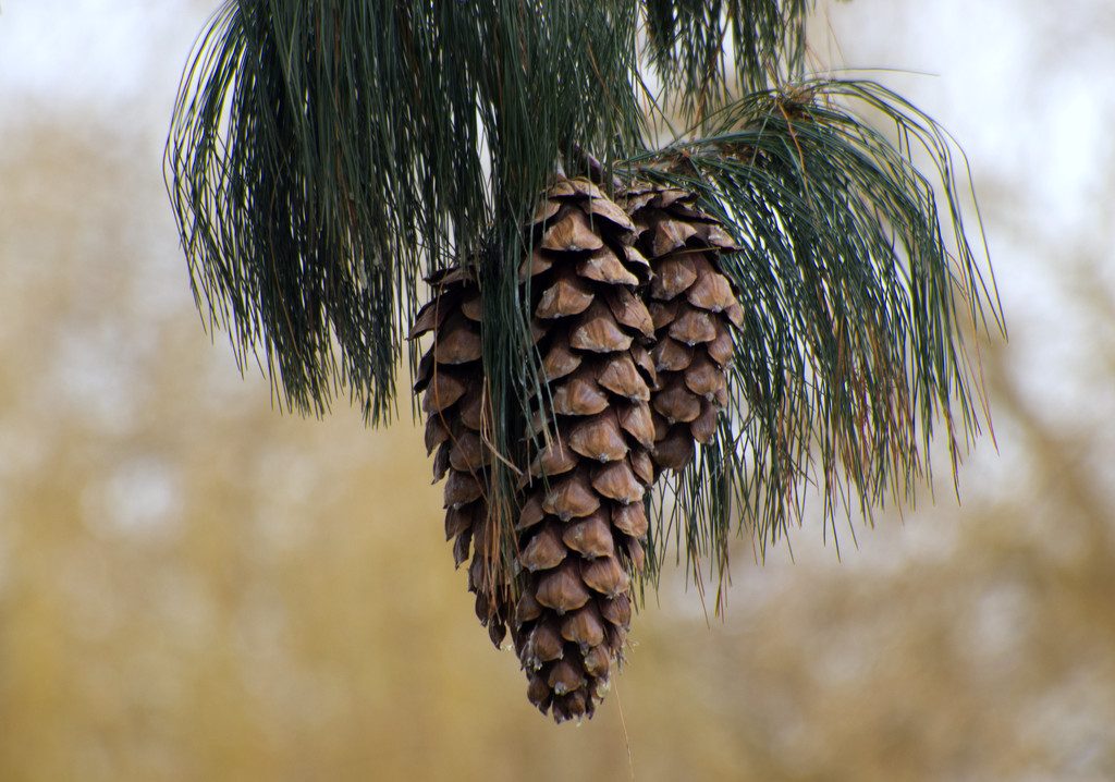 Beautiful fir cones hanging by 365projectorglisa