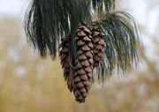 1st Mar 2021 - Beautiful fir cones hanging