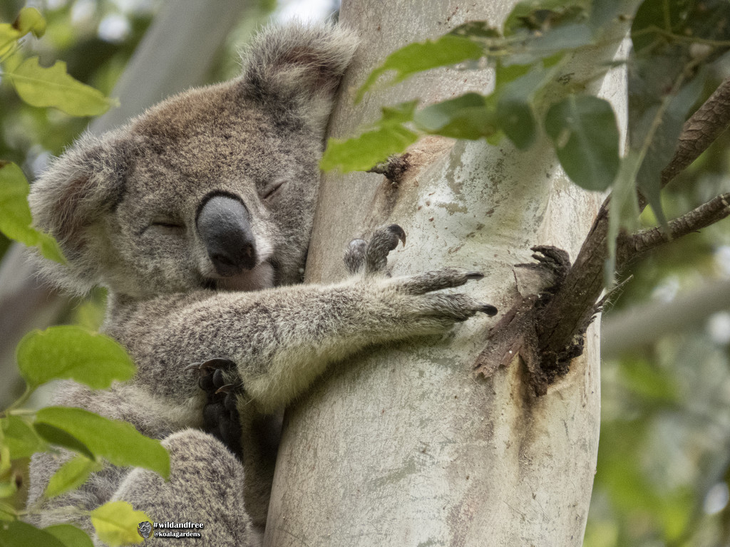 the awwww factor by koalagardens
