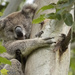 the awwww factor by koalagardens