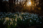 1st Mar 2021 - Snowdrops at Sunset 