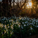 Snowdrops at Sunset  by rjb71