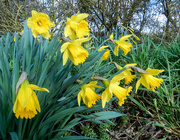 1st Mar 2021 - Daffodils for St. David's day