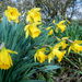 Daffodils for St. David's day by busylady