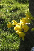 1st Mar 2021 - Happy St David's Day!