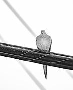 1st Mar 2021 - dove on the wire