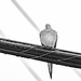 dove on the wire by jernst1779