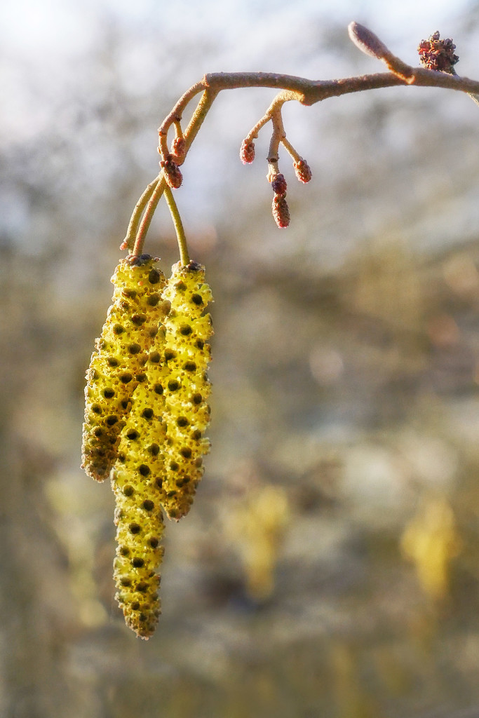Silver Birch Catkins. by gamelee