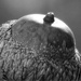 Pin oak acorn... by marlboromaam