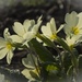 Pretty primrose by helenhall