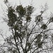 Mistletoe tree