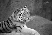 26th Feb 2021 - Tiger In Black And White