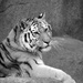 Tiger In Black And White by randy23
