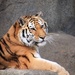 Tiger In Color by randy23